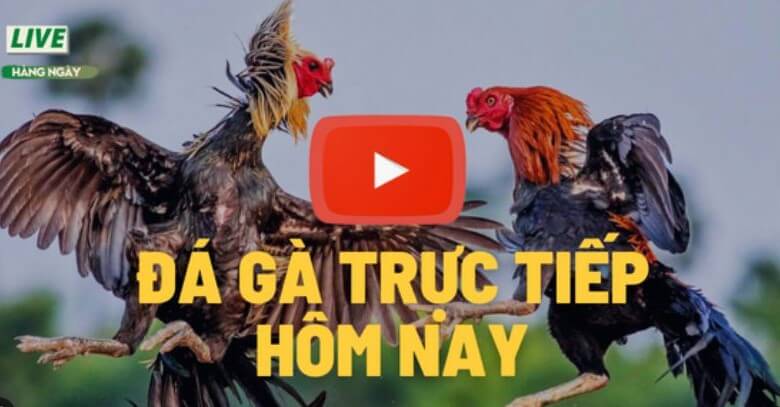 Xem đá gà trực tiếp Thomo hôm nay ở đâu?